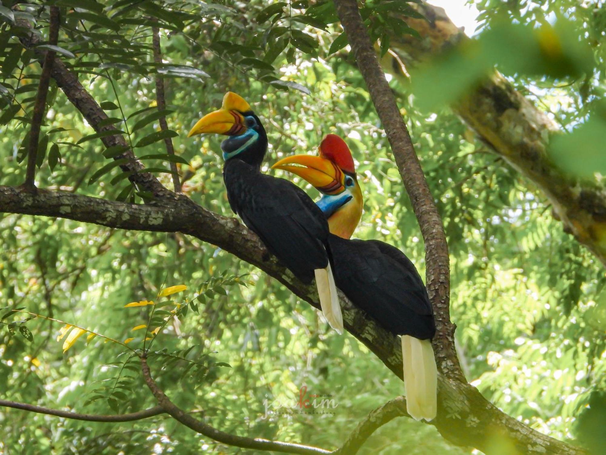 Tangkoko Backpacker Home Stay Rinondoran Kültér fotó