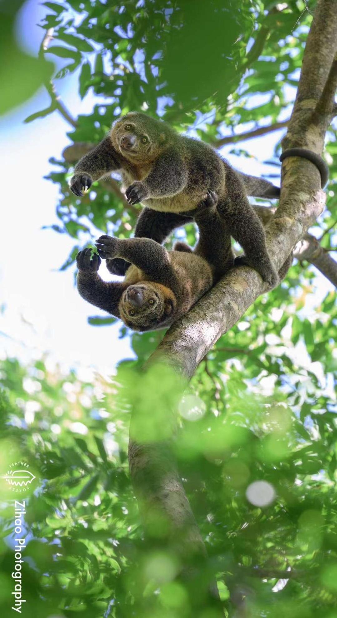 Tangkoko Backpacker Home Stay Rinondoran Kültér fotó
