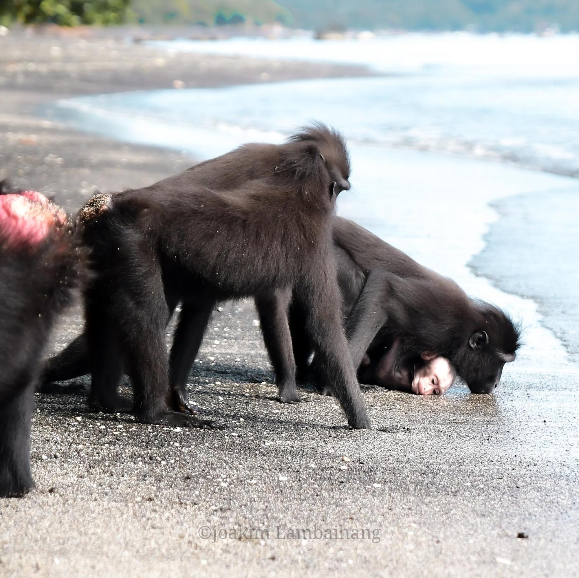 Tangkoko Backpacker Home Stay Rinondoran Kültér fotó